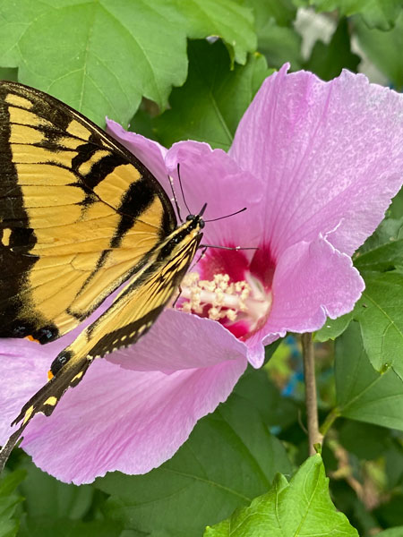 08-16 Tiger swalowtail on hibiscus i2881