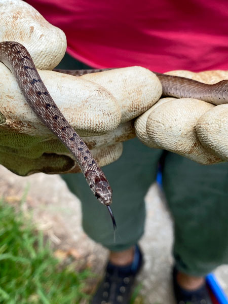 08-16 DeKay's brown snake i2884