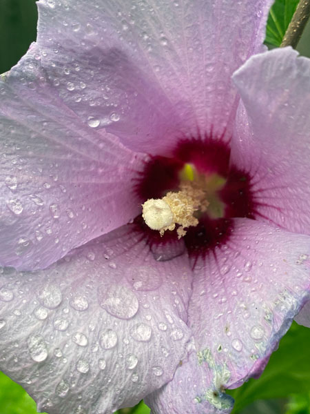 08-28 Hibiscus i2967