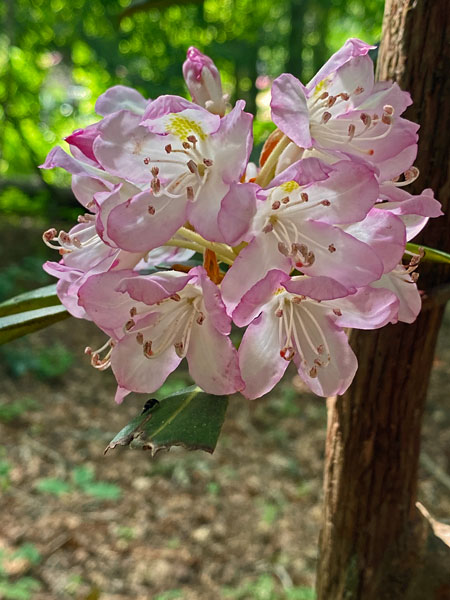 06-26 Rhododendron i1214