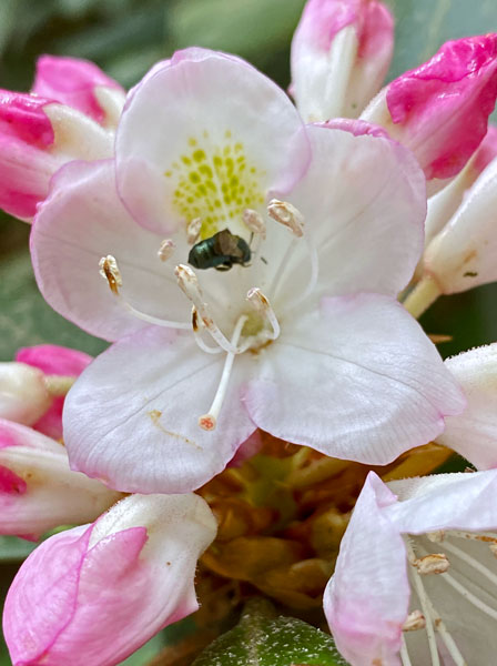06-26 Bee on rhododendron i1222