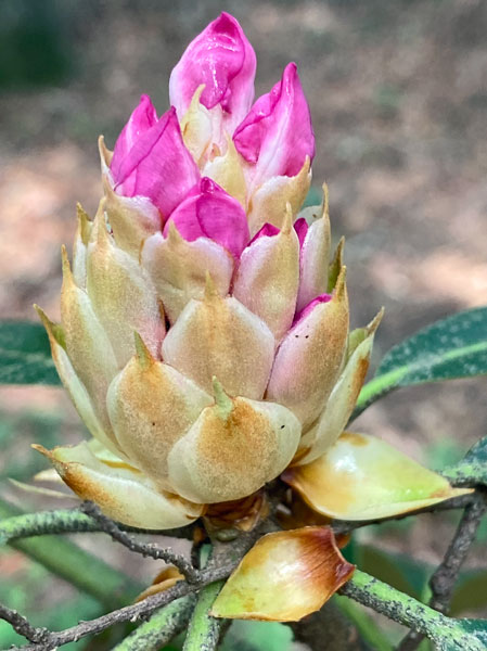 06-26 Rhododendron i1223