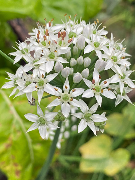 09-06 Allium i3085