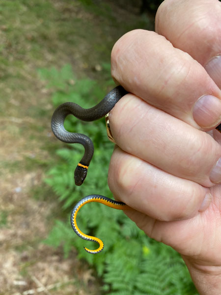 09-10 Ring-necked snake i3189