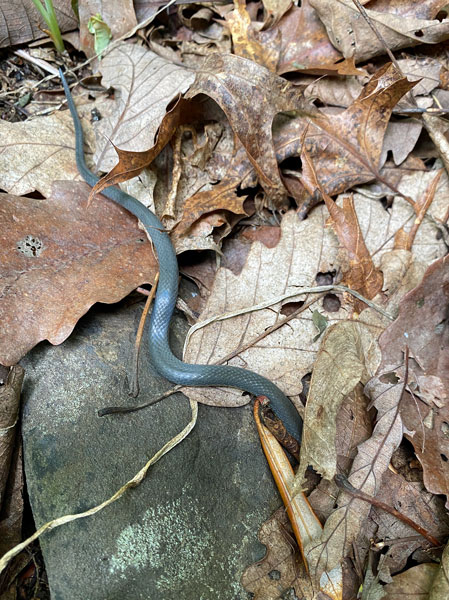 09-10 Released ring-necked snake headed for cover i3188