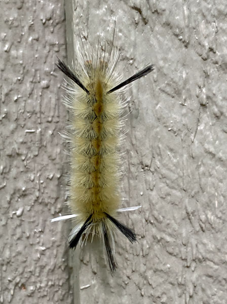 09-13 Banded tussock moth caterpillar i3380cr
