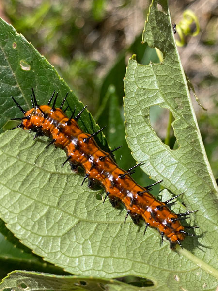 09-17 Gulf fritillary i3502