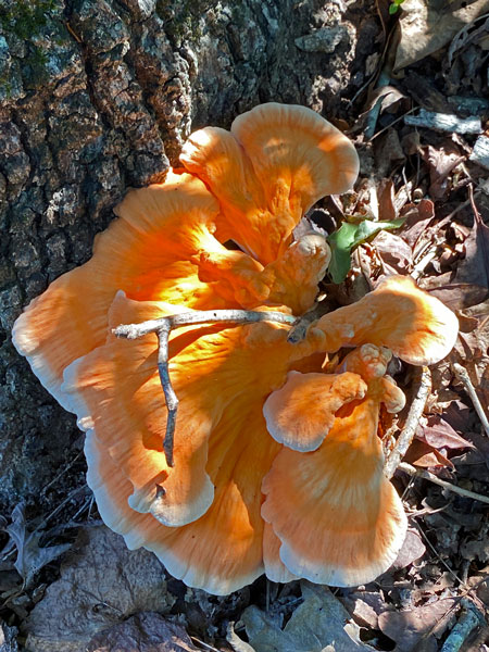 09-17 Chicken of the woods i3491