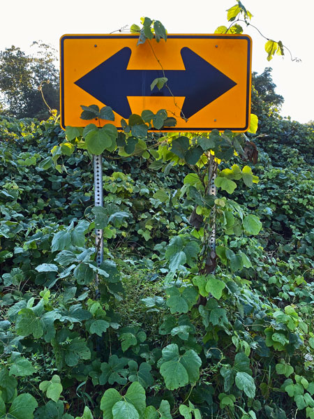 09-20 Kudzu every which way i3570