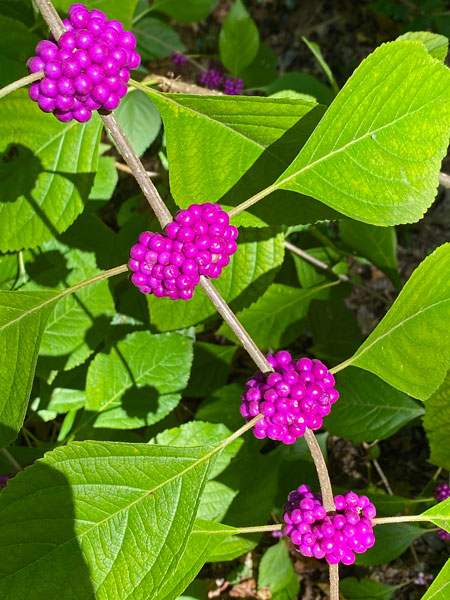 09-23 American beautyberry i3614