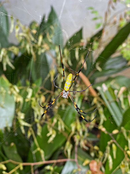 09-25 Joro spider in the back yard i3641