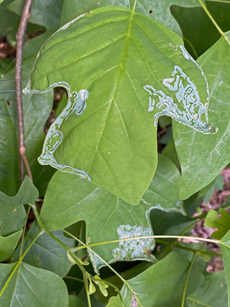 06-26 Tulip tree leaf miners i1236