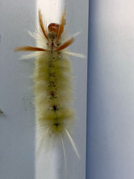 09-27 Sycamore tussock moth caterpillar i3647