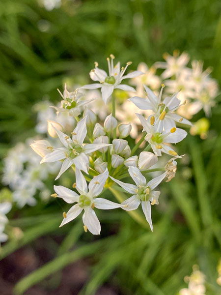 10-03 Allium i3669