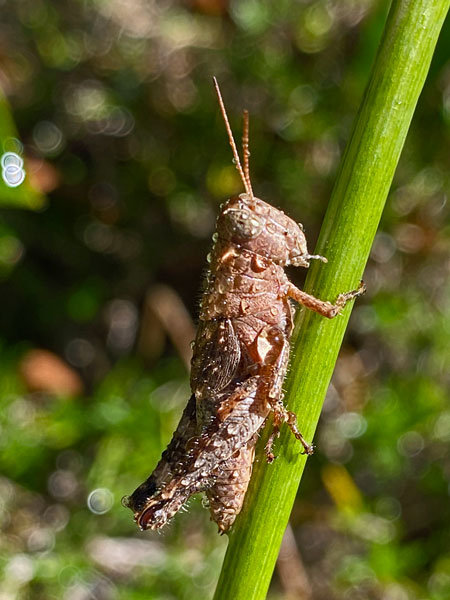 09-18 Probably Scudder's Short-winged Grasshopper (Melanoplus scudderi) i3545