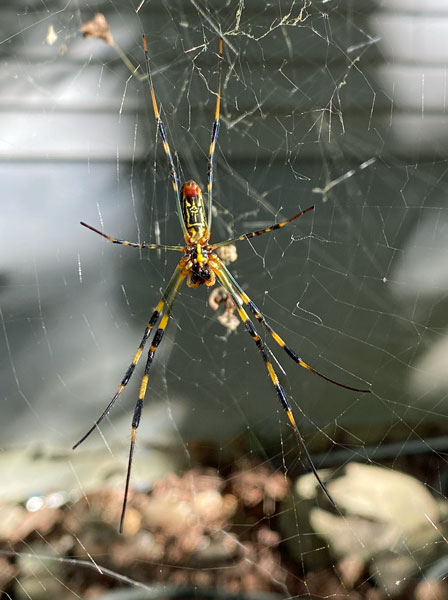 10-08 Female Joro spider i3723