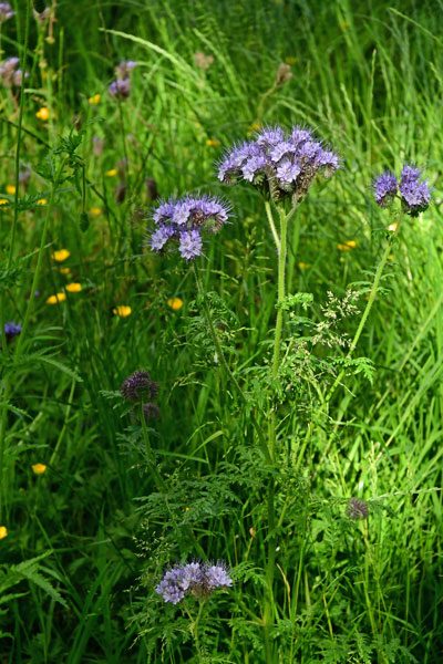 06-08 Irish National Stud & Gardens 4393