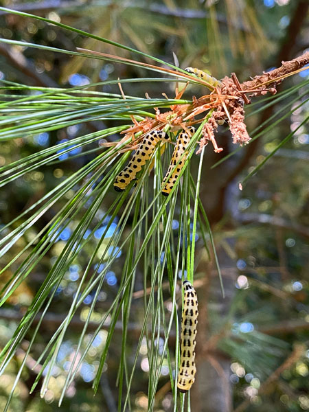 10-14 White pine sawflies i3804