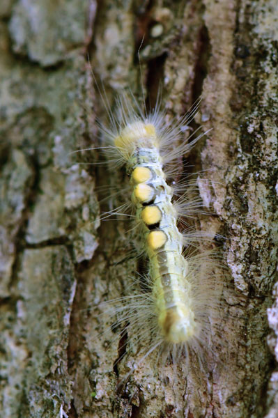 06-27 TBD-tussock caterpillar 1549hc