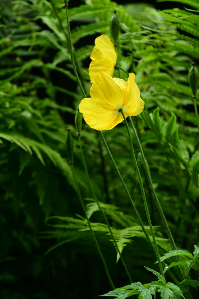 06-08 Irish National Stud & Gardens 4432