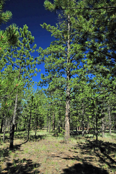 Pine forest beyond the edge - Utah15 9156