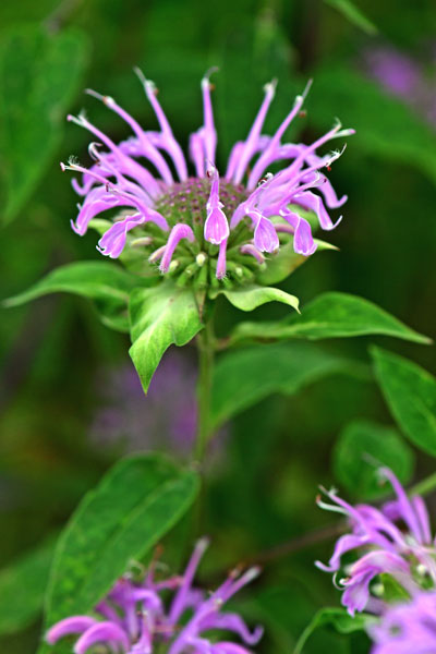 Monarda - 06-27-1639