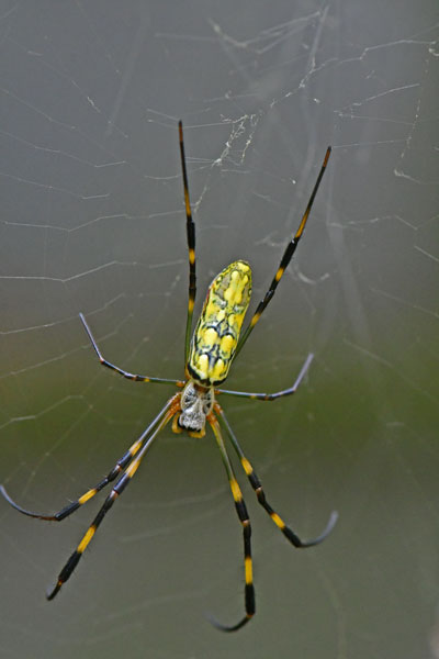 Joro spider female - 09-17-1834