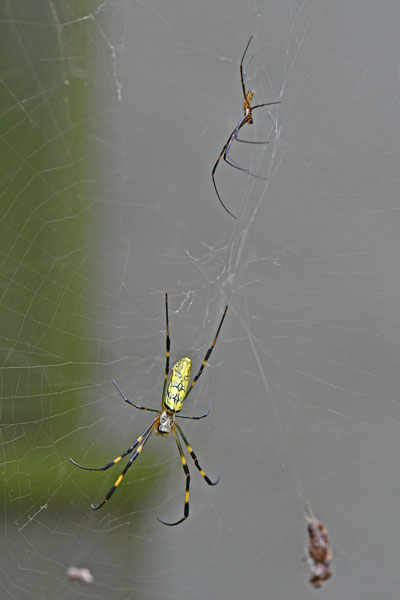 Joro spider female and courter - 09-17-1842