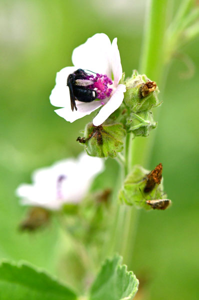 Carpenter bee on flower - 06-27-1663