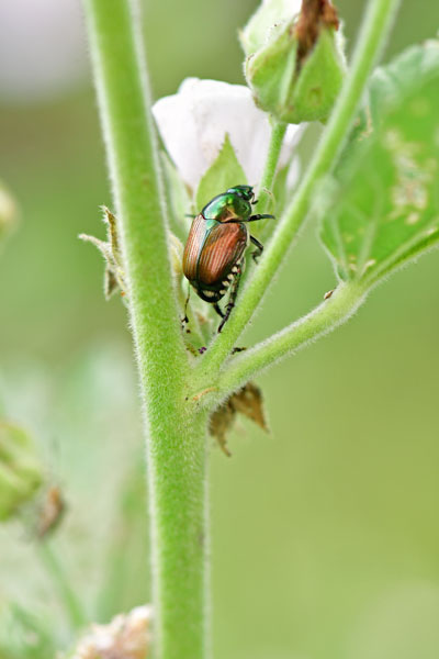 Japanese beetle - 06-27-1666