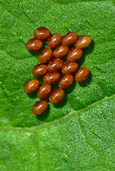 06-27 Squash beetle eggs 1738