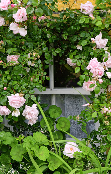 06-09 Muckross window and roses 4575
