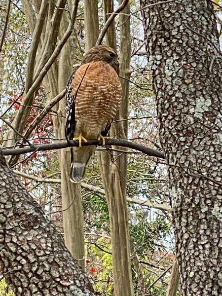 11-20 - Red-shouldered hawk - i14406