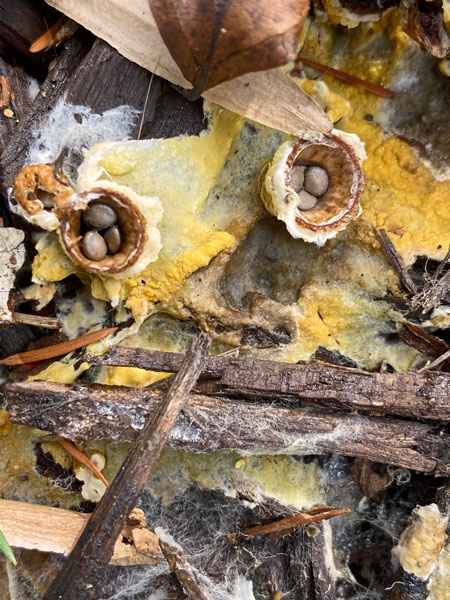 11-18 - Bird's nest fungi - i4399