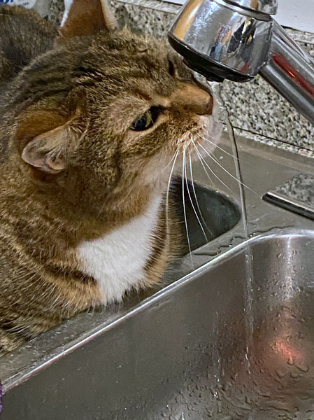 11-22 Hobbes has always liked to drink at the sink i4445