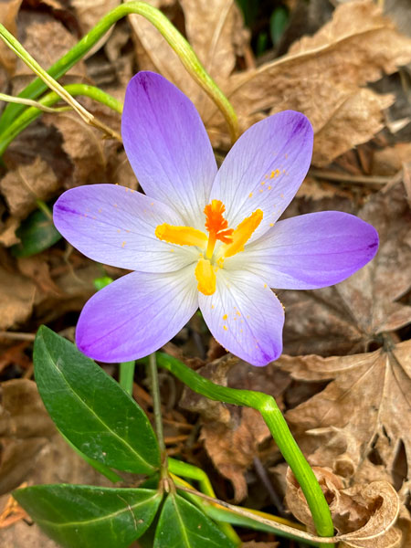 01-16 First crocus i5228