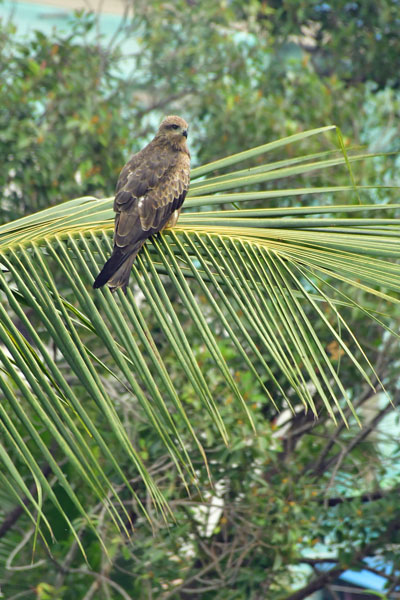 Black kite - local name is Ghaar - India-2-1324hcr