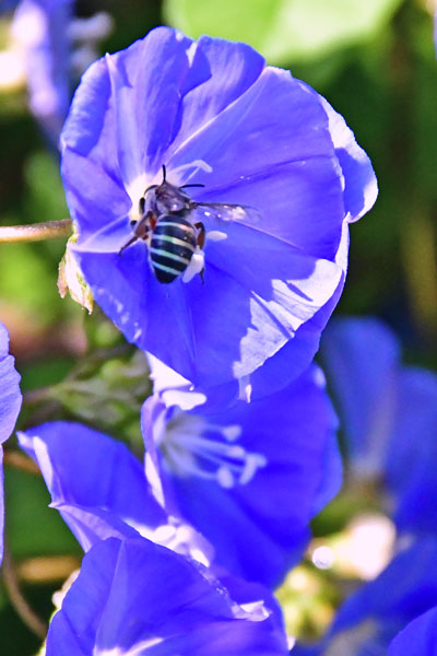 Unidentified bee on morning glory - India-2-1342