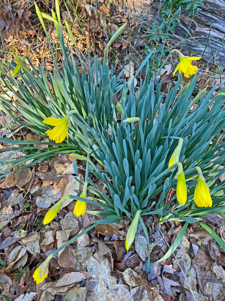 01-28 A sure sign of Spring i5327