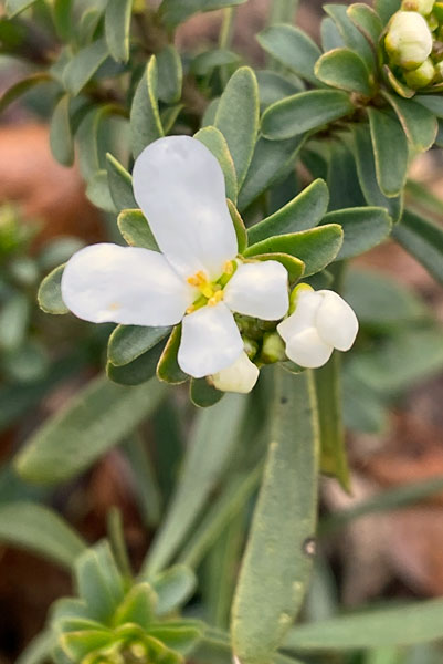 02-01 First flowers of candy tuft i5408
