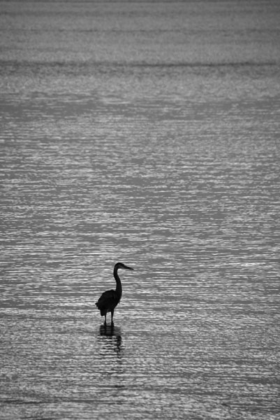 05-18-3913bw