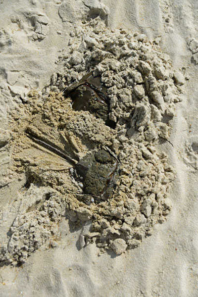 05-19 Horse crab pair 3933
