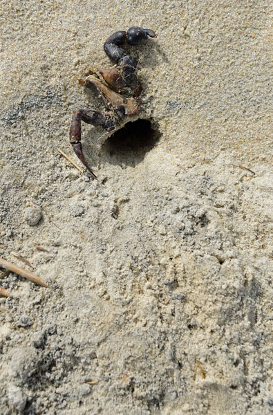 05-19 Crab gets crab 3937
