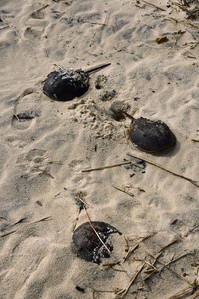05-19 Three horseshod crabs 3942