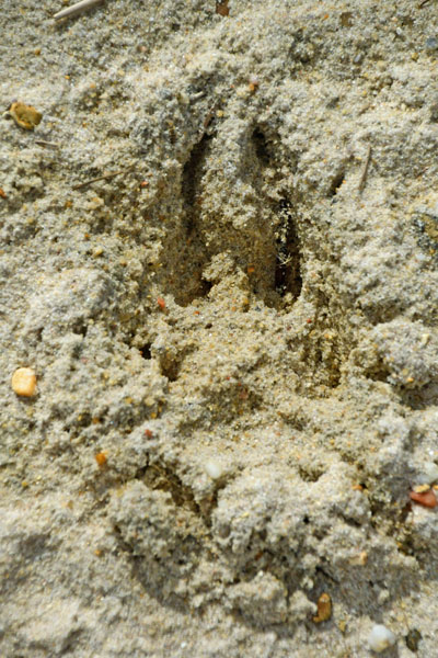 05-19 Hoof print 3943