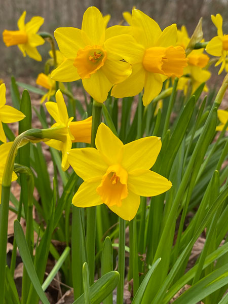 02-20 Diminutive daffodils i5585