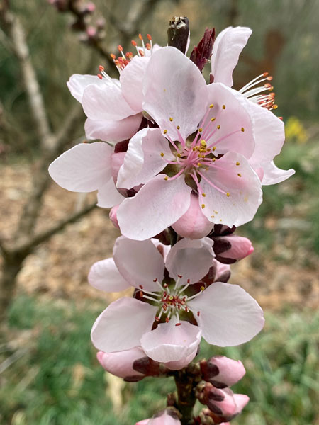 02-23 Spring blossoms i5614