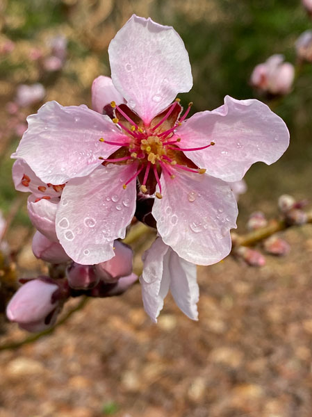 02-24 Morning dew i5627