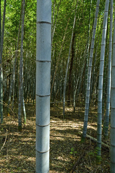 03-05 Moso bamboo in the 'Giant Bamboo Forest' 6850