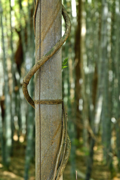 03-05 Moso bamboo in the 'Giant Bamboo Forest' 6852